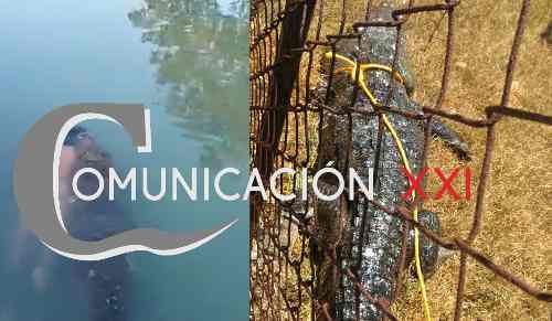 ¡Fuerte Video! Atrapan a cocodrilo que paseaba cadáver en Laguna del Carpintero, Tampico